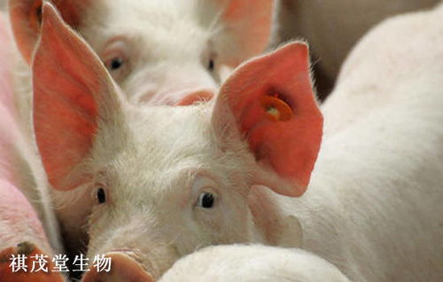 夏季中大猪急性死亡怪象增多，背后原因究竟是什么