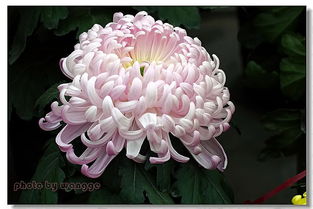 人民币花卉， 各有各的故事