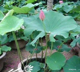 1. 萌芽期的“小零食”