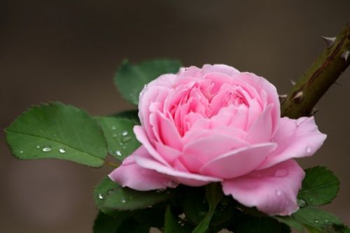 苏格兰黄油月季：一款复古黄色切花的魅力之旅