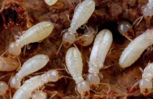 苹果上的蛀果害虫