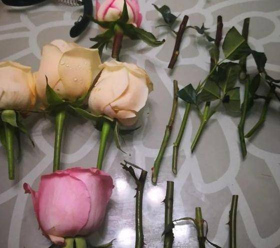 棱霄花扦插繁殖时哪种方法最容易提高成活率