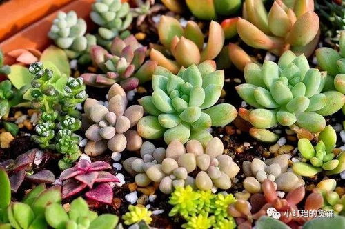 多肉植物龙神怎么养？保持充足光照是关键吗