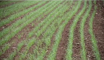 小麦病虫害的烦恼，22%联苯噻虫嗪Neng解救吗？