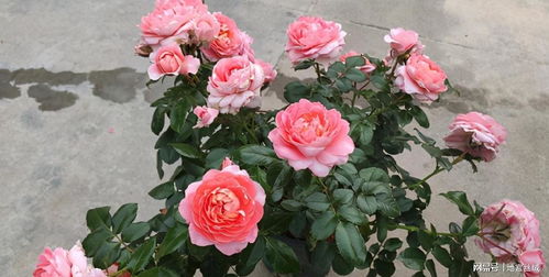 花朵之美， 如同飞机的优雅