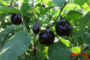 6. 茄子：夏日里的紫色诱惑