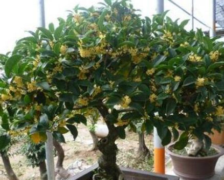 桂花：提高成活率的技术