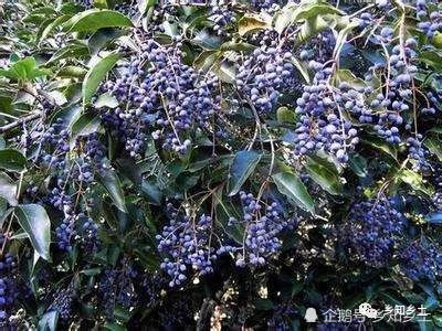 农村人种植药材，这几个小建议要牢记！