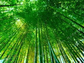 经济作物：丰收的季节