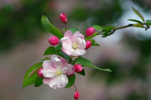 树上的秘密，你想知道吗？