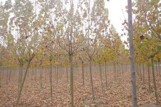 法桐树叶子的黄化，究竟是什么在捣鬼？