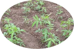 如何根据咖啡种子播种方法，科学有效地种植出优质的咖啡树