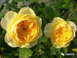 甜蜜古董月季的美丽之谜