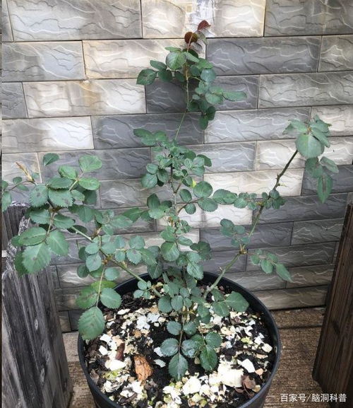 哪些花适合放在蛋壳中养护