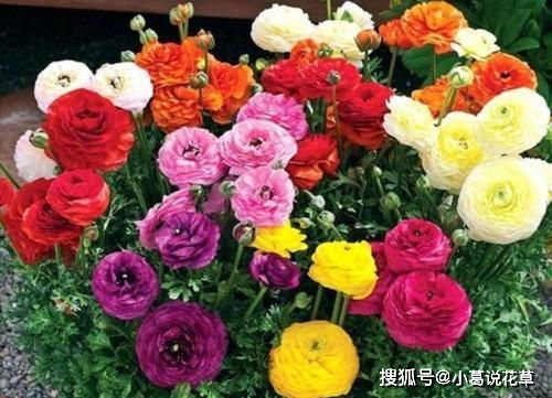 花开花落，犹如人生