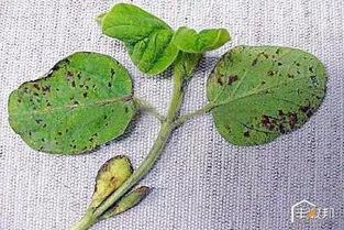 葡萄褐斑病的烦恼，百菌清来解救！