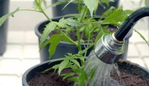“花卉浇水攻略：各类花卉科学浇水法，养花必备！”
