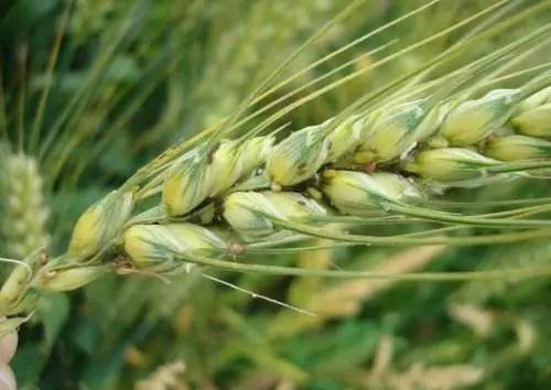 高效防治宽叶红门兰病虫害，保障农业丰收