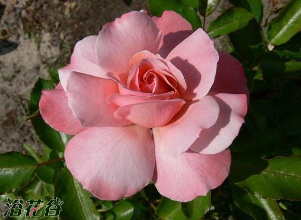 惯与波提雪莉月季的背景