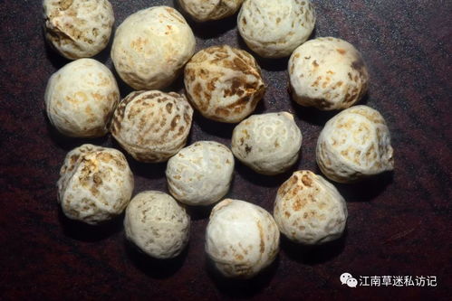 紫弹树：一种具有药用价值的植物