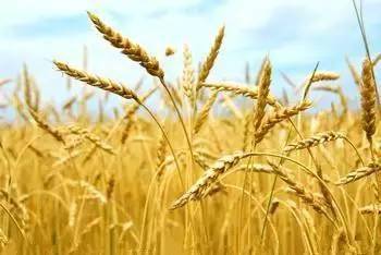 羊茅种子的形态成熟标志