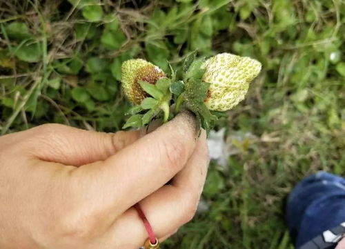 蓟马与灰霉病：作物健康的双面威胁