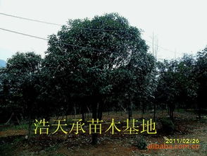 金华苗木基地：价格与品质的完美结合