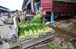一、种菜的乐趣和挑战