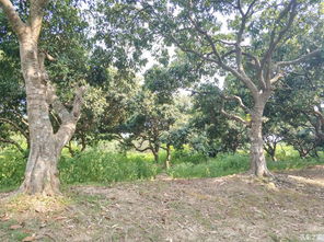 园林局的创新方案：给行道树打针？