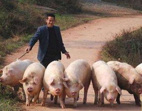 江苏省老百姓养猪能享受哪些补贴？需要满足什么条件？