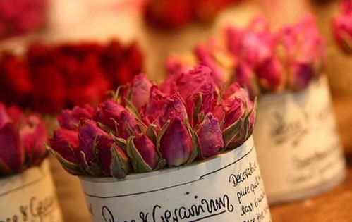 揭秘玫瑰种子种植秘籍：泡水多久能种？