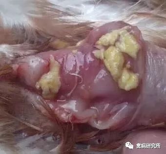 滑液囊支原体新病变，畜牧养殖防控升级