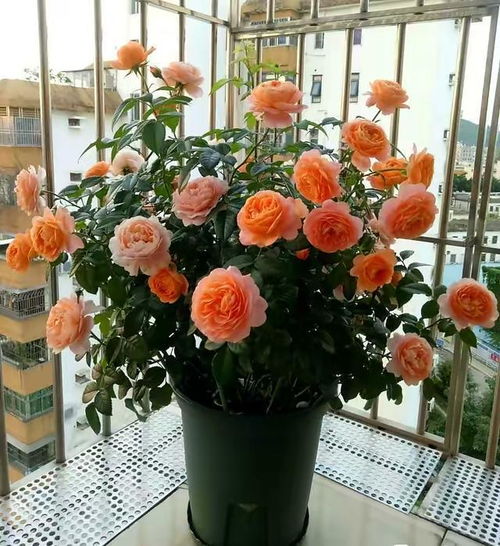 土壤选择：田园土也嫩养出好月季