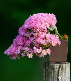 杜鹃花：稍微耐寒的花卉