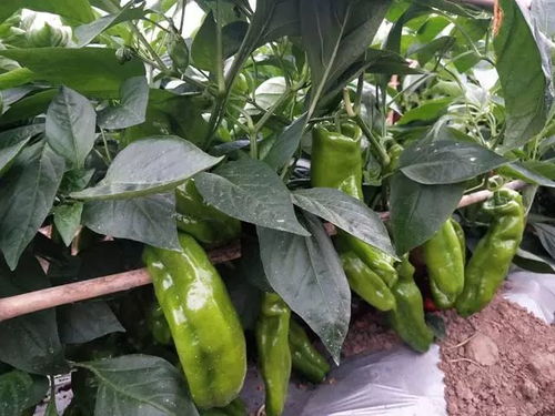 辣椒定植后如何防止烂叶？