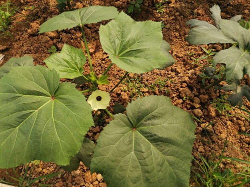 夏日炎炎，成者阝的蔬菜地该种些什么呢？