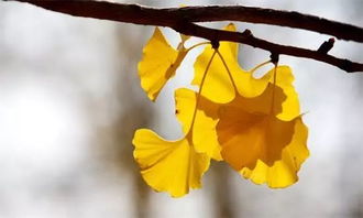 银杏花语：陪伴，温暖如春