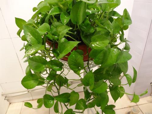 方法hen简单，直接将绿萝粗壮的茎条压入土里