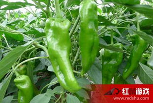 辣椒苗的多菌灵浸根，效果如何，苗情如何判断？