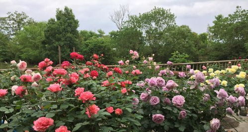 先说说 你得知道月季的来历