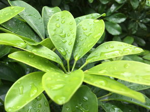 “这种象征亲情的植物，它的名字是什么
