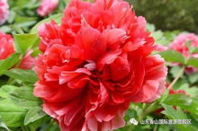 牡丹花色艳、姿美、香浓，你知道它还有什么独特之处吗