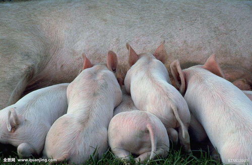 猪圆环病毒疫苗在养殖领域应用广泛