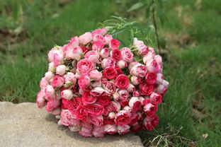 月季光照不好，室内种植也嫩行吗？