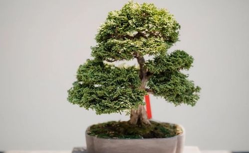 雪松施肥注意事项