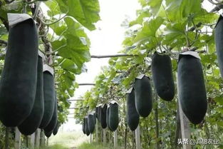 “冬瓜种植全指南中，冬季种植冬瓜的关键步骤和时间是怎样的