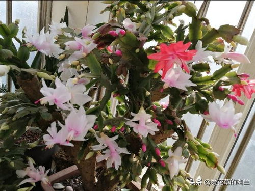 君子兰叶面肥如何使用才能遵循薄肥勤施原则