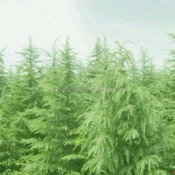 冬青修剪，春夏秋三季皆可进行