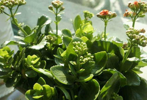 青花盆里的花花世界