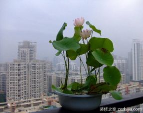 碗莲开花后的正确处理方式，掌握花期关键！